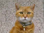 Tiger the Ginger Tabby Tomcat